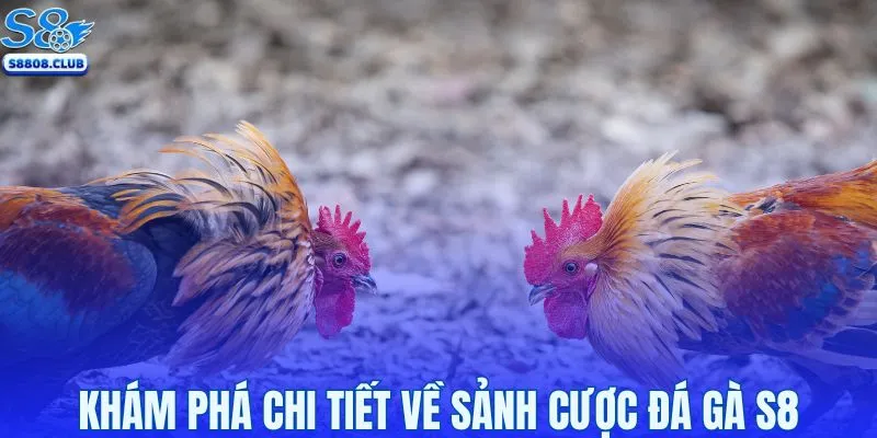 Khám phá chi tiết về sảnh cược đá gà S8