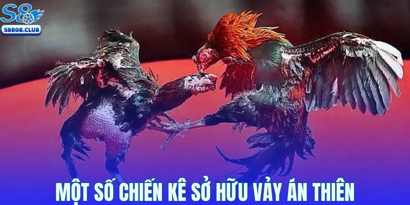 Một số chiến kê sở hữu vảy Án Thiên