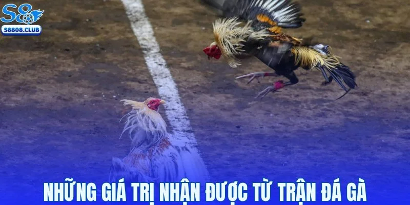 Những giá trị nhận được từ trận đá gà