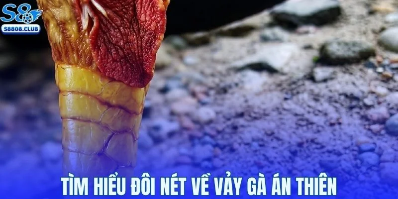 Tìm hiểu đôi nét về vảy gà Án Thiên