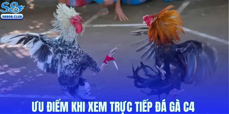 Ưu điểm khi xem trực tiếp đá gà C4